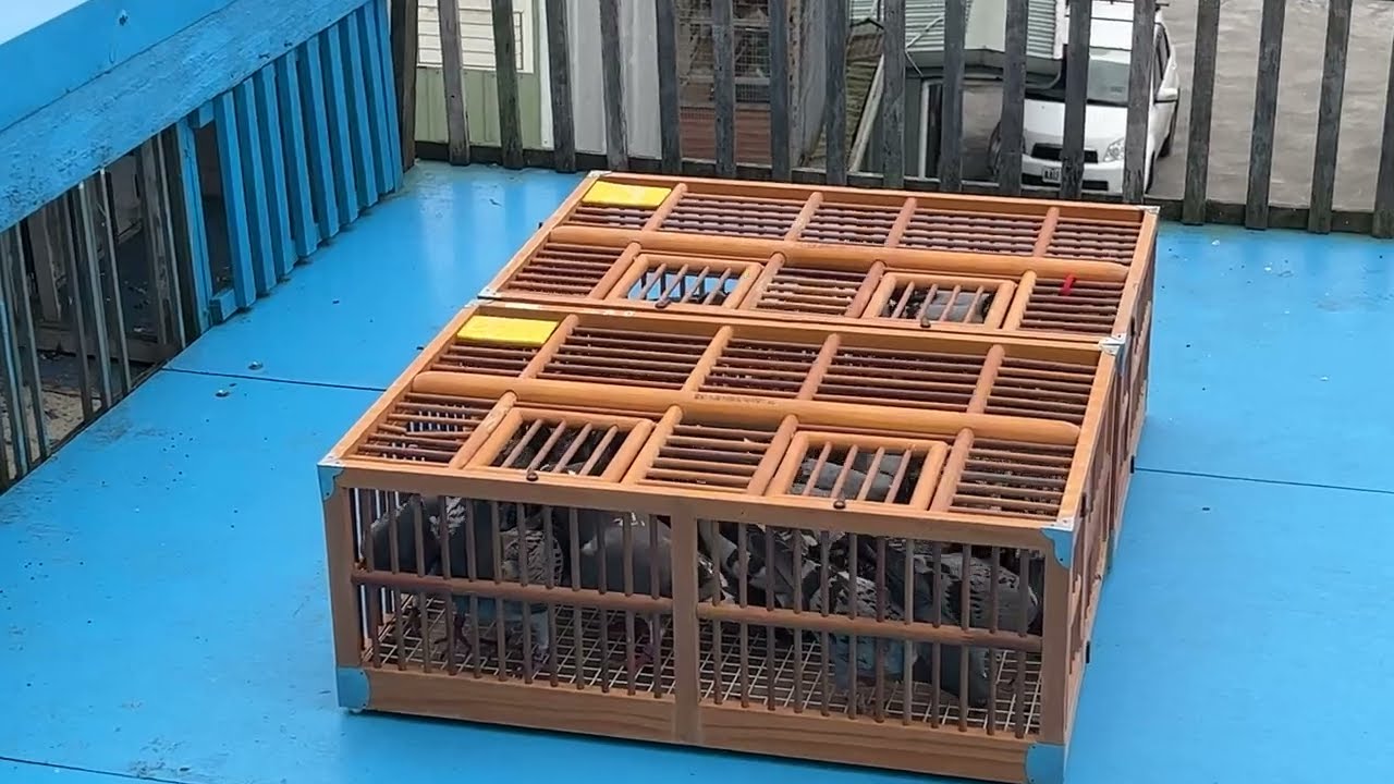 賽鴿比賽時間的奧秘 - 探索速度與耐力的競技時刻